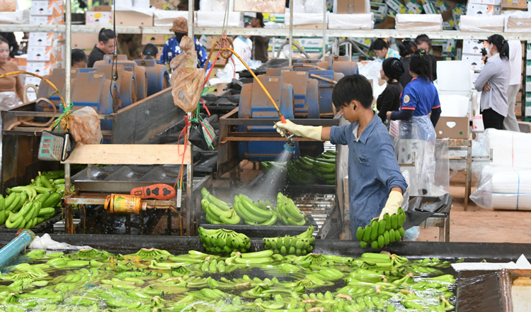 Cambodian banana exports tumble 11.2% in 2024